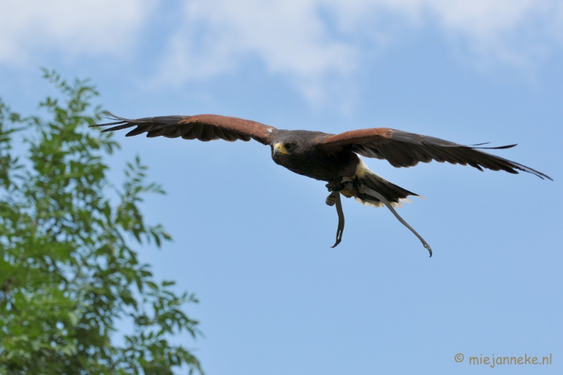 DSC_5511.JPG - Falcon Crest Eindhoven