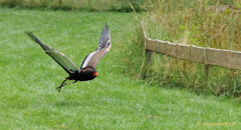 DSC_5605.JPG - Falcon Crest Eindhoven