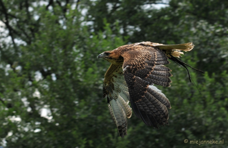 DSC_5788.JPG - Falcon Crest Eindhoven