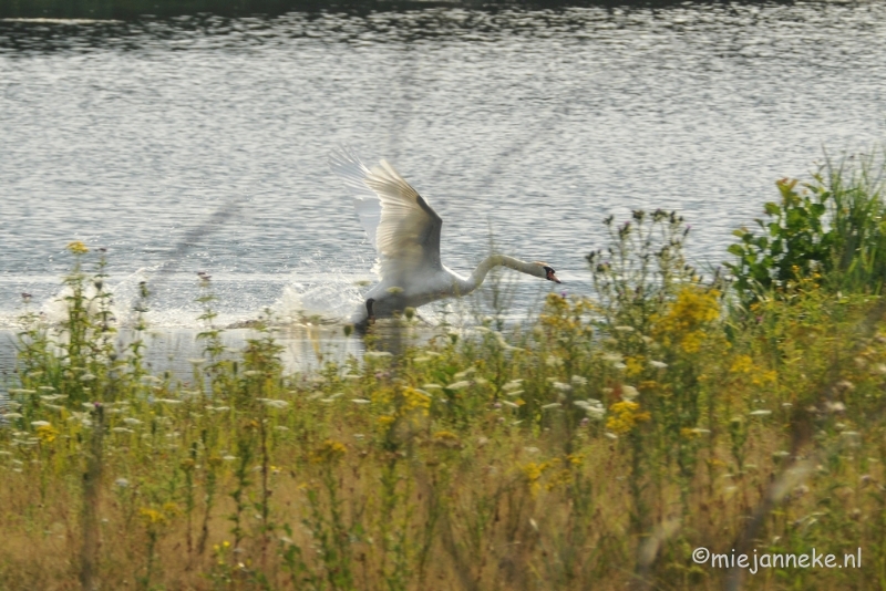 DSC_7905.JPG - Luysen