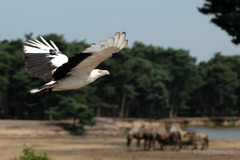 DSC_1124.JPG - Beekse Bergen