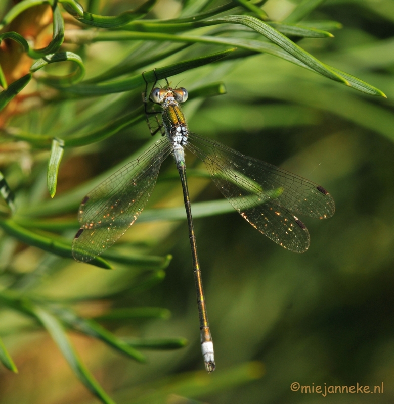 DSC_6304.JPG - Pantserjuffer