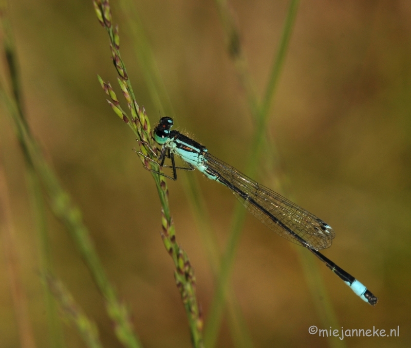 DSC_6348.JPG - Pantserjuffer