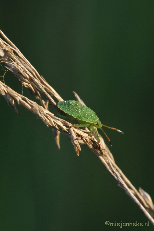 DSC_6394.JPG - Stinkwants