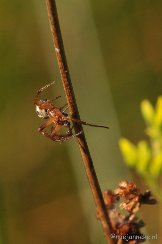 DSC_6424.JPG - Macro in de Vlasroot