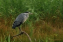 Ochtendwandeling de Luysen Juli