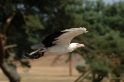 Roofvogelshow Beekse Bergen Juli