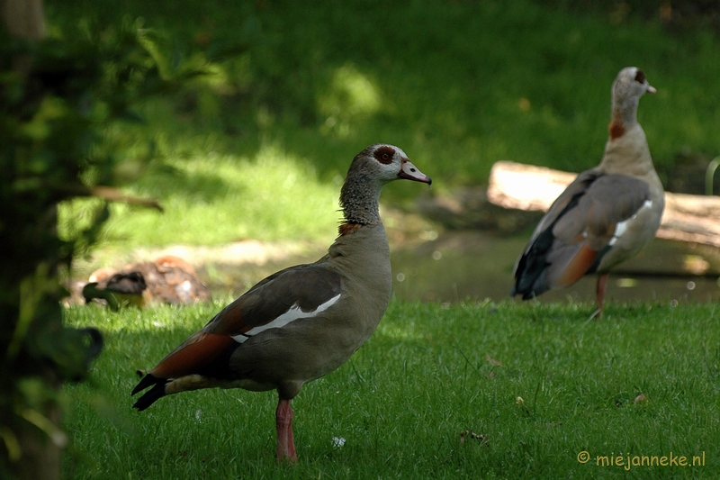 DSC_4997.JPG - Blijdorp Rotterdam groepsuitstap