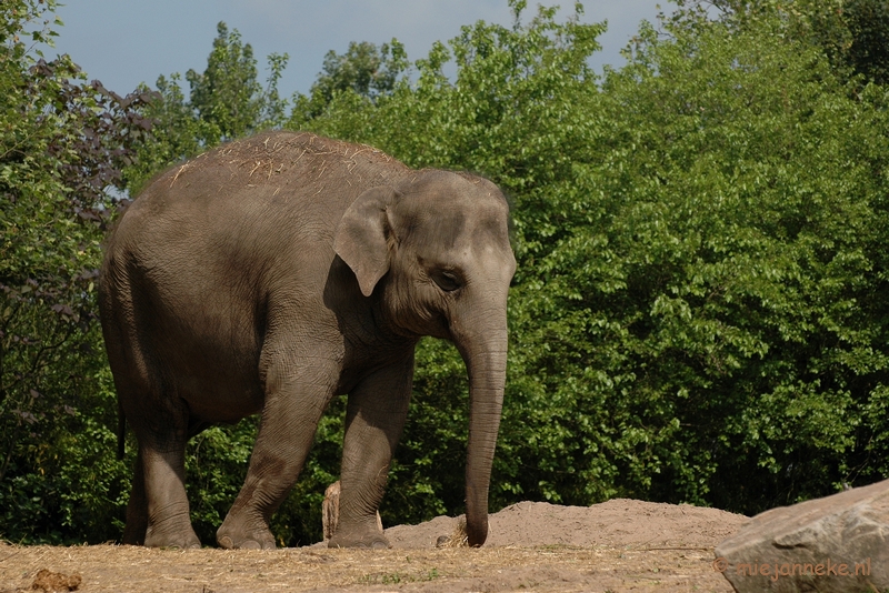 DSC_5054.JPG - Blijdorp Rotterdam groepsuitstap