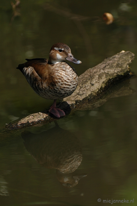 DSC_5268.JPG - Blijdorp Rotterdam groepsuitstap