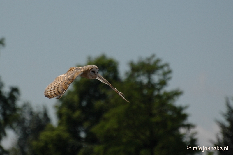 DSC_5355.JPG - Blijdorp Rotterdam groepsuitstap