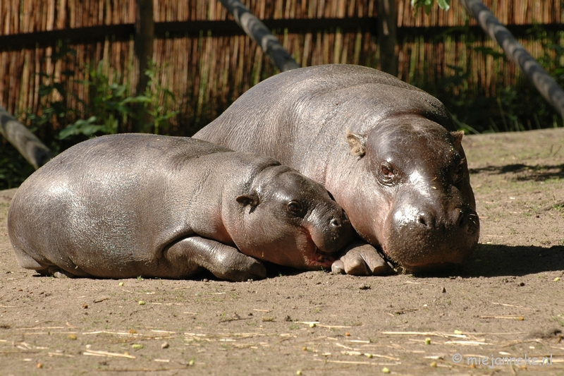 DSC_6071.JPG - Blijdorp Rotterdam groepsuitstap