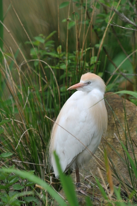 DSC_6100.JPG - Beekse bergen