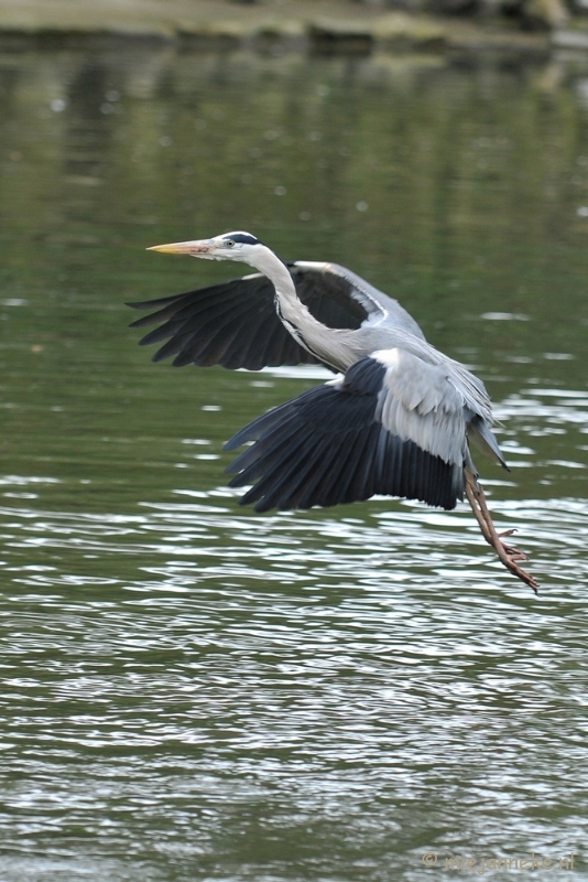 DSC_6131.JPG - En staat als zodanig op de lijst.