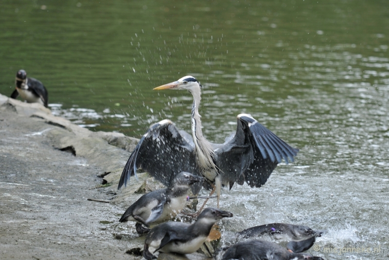 DSC_6181.JPG - Maar dat zal deze reiger niet veel doen