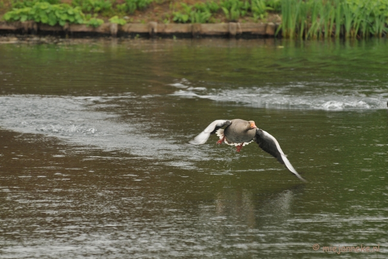 DSC_4683.JPG - Take off