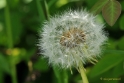 DSC_8427a