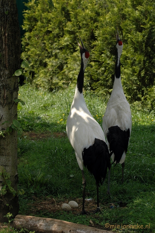 DSC_2923.JPG - Buurtverenigings uitje Olmense Zoo