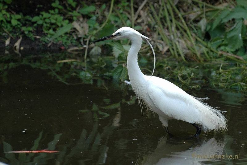 DSC_3011.JPG - Buurtverenigings uitje Olmense Zoo