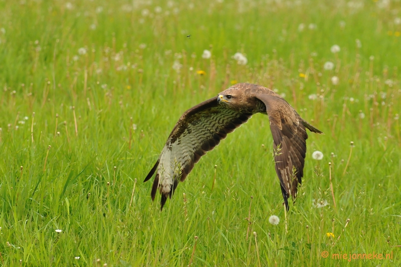 DSC_6833bb.jpg - Europese Buizerd in de vlucht