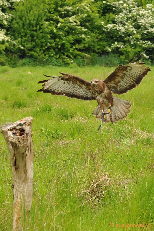 DSC_6927a.JPG - Europese Buizerd aanvliegen op de paal