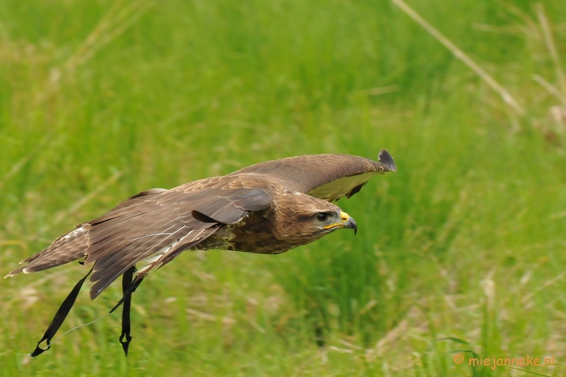 DSC_6953a.JPG - Europese Buizerd in de vlucht.