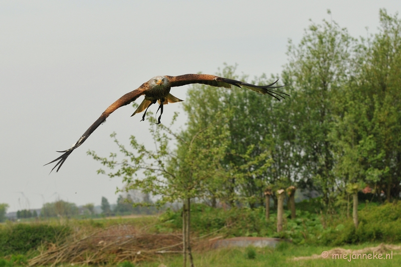 DSC_7255a.JPG - Rode wauw in de vlucht