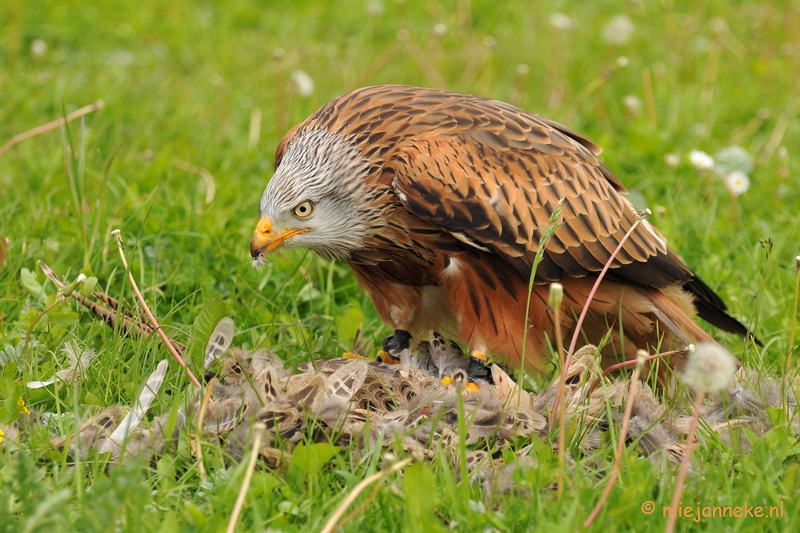 DSC_7814.JPG - Rode Wauw met prooi