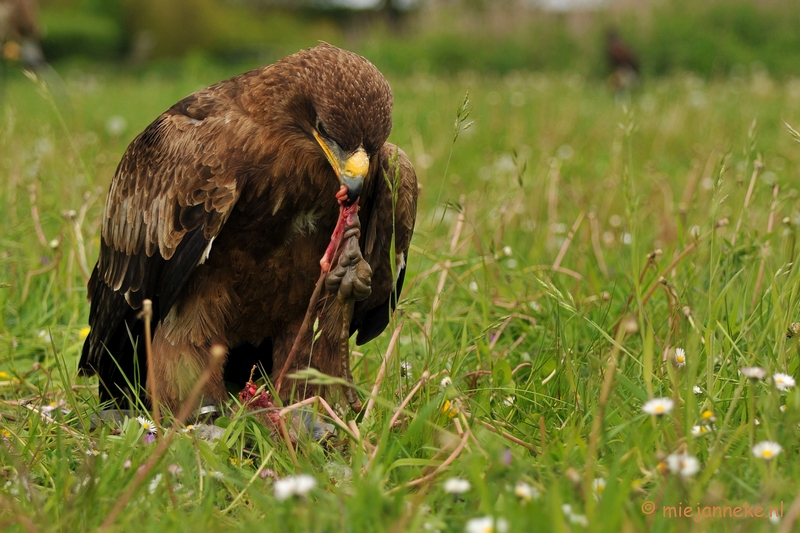 DSC_7886.JPG - Steppenarend met prooi