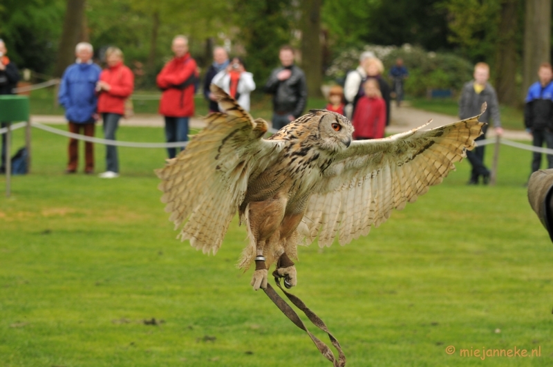 DSC_4278.JPG - Roofvogelshow Arcen