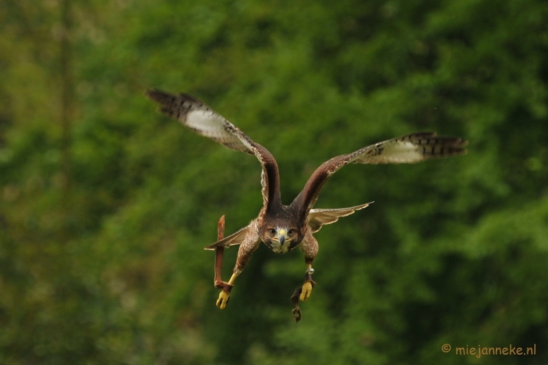 DSC_4346a.JPG - Roofvogelshow Arcen