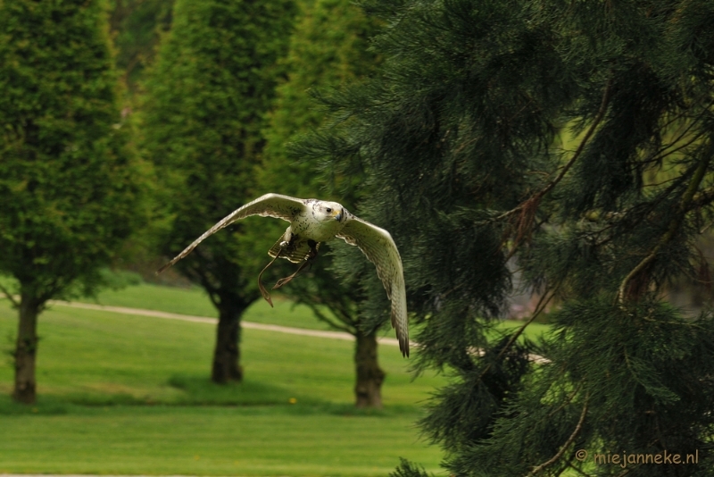 DSC_4421.JPG - Roofvogelshow Arcen