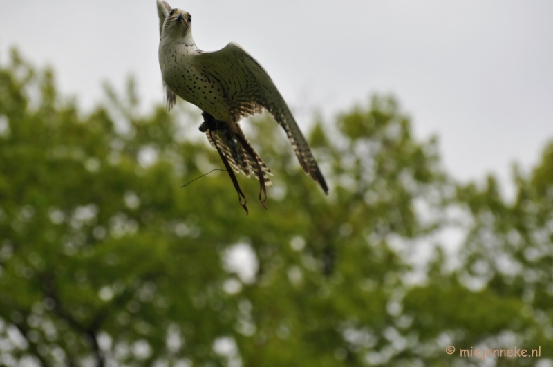 DSC_4449.JPG - Roofvogelshow Arcen