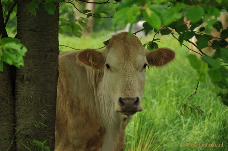 DSC_0414.JPG - Wandelen in Limburg