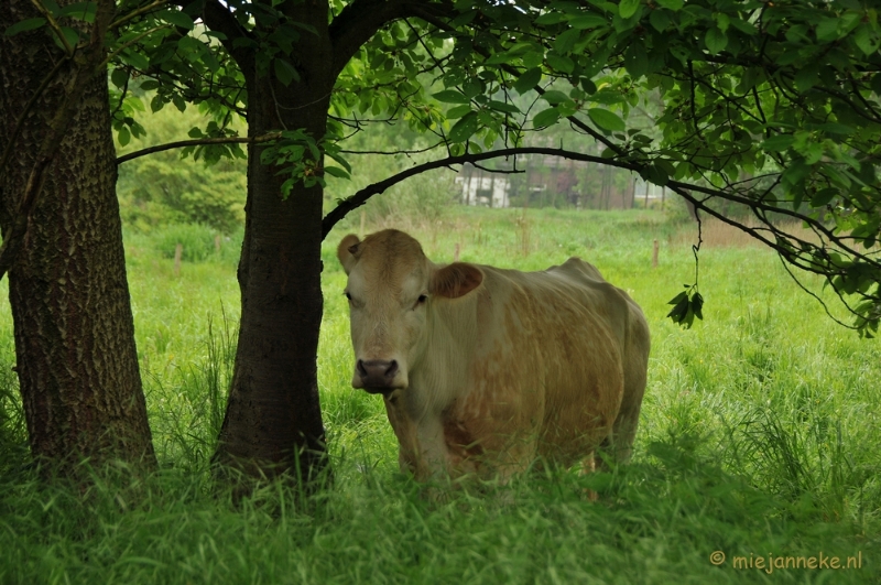 DSC_0426.JPG - Wandelen in Limburg