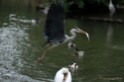 De kunsten van de reiger Mei