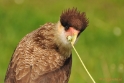 Roofvogelshoot Axel Zeeland Mei