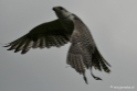 Roofvogelshow Arcen Mei