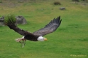 Roofvogelshow Beekse Bergen Mei