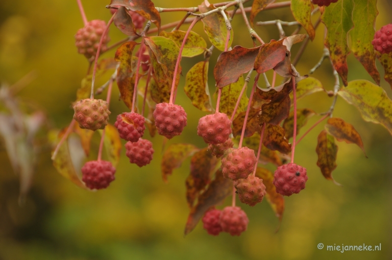 DSC_0902.JPG - Herfst in Arcen