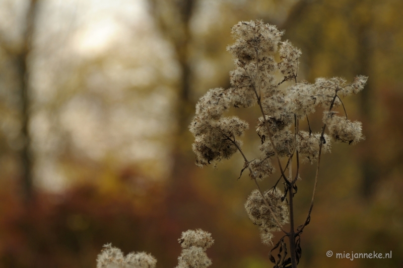 DSC_0934.JPG - Herfst in Arcen