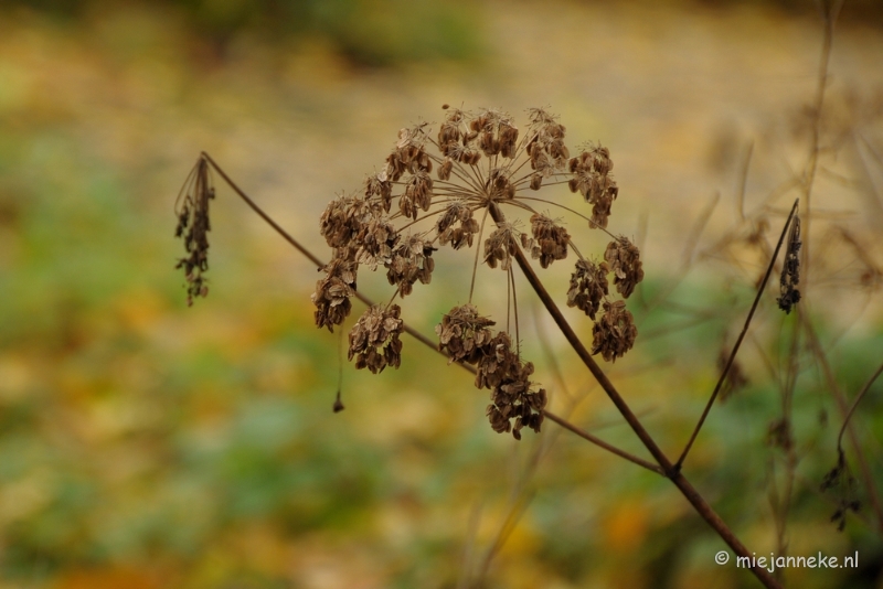 DSC_0967.JPG - Herfst in Arcen