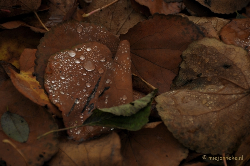 DSC_1026.JPG - Herfst in Arcen