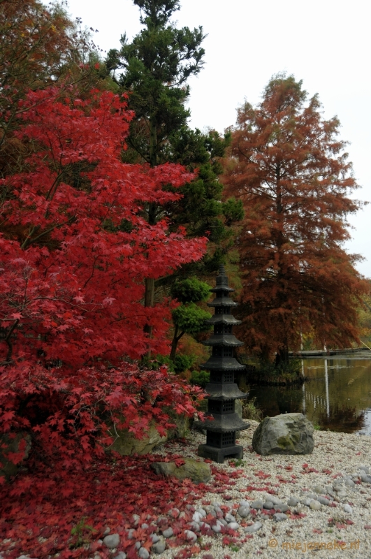 DSC_1239.JPG - Herfst in Arcen