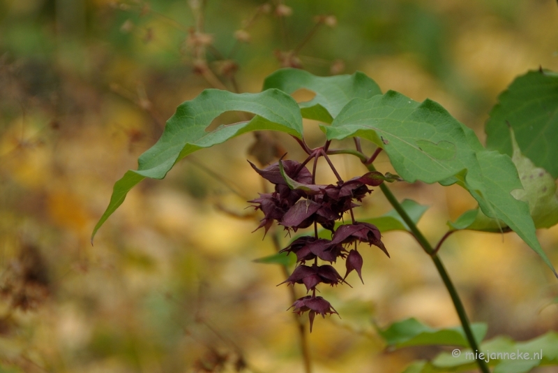 DSC_1246.JPG - Herfst in Arcen