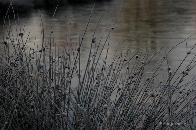 DSC_4448a.JPG - Touch of winter in de BB