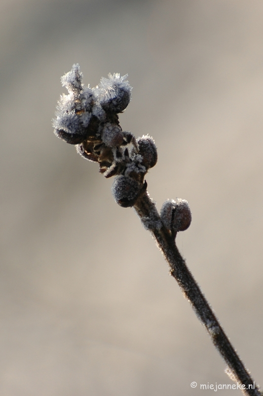 DSC_4615a.JPG - Touch of winter in de BB