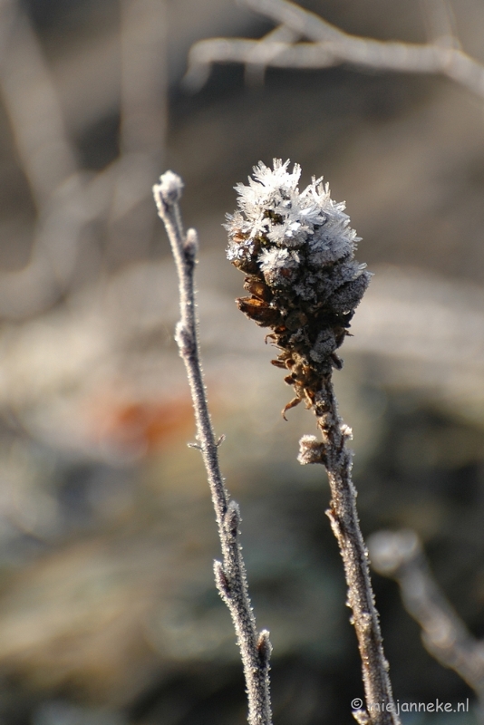 DSC_4622.JPG - Touch of winter in de BB