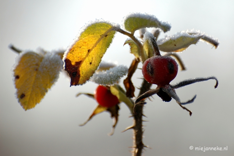 DSC_4637a.JPG - Touch of winter in de BB