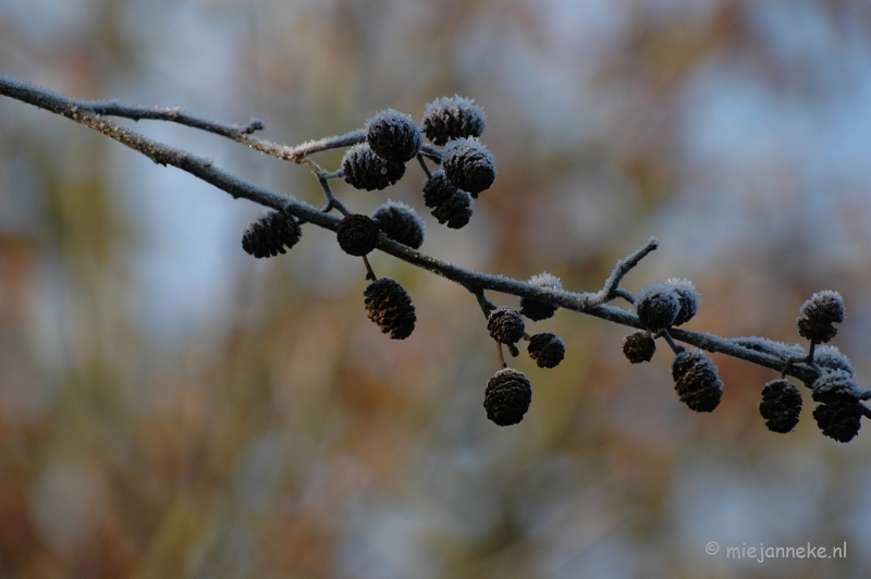 DSC_4741.JPG - Touch of winter in de BB